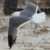 Larus armenicus